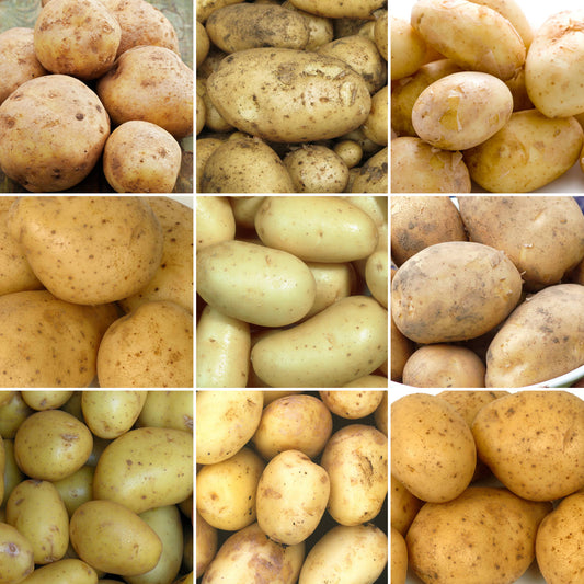 Seed Potatoes (Second Earlies)