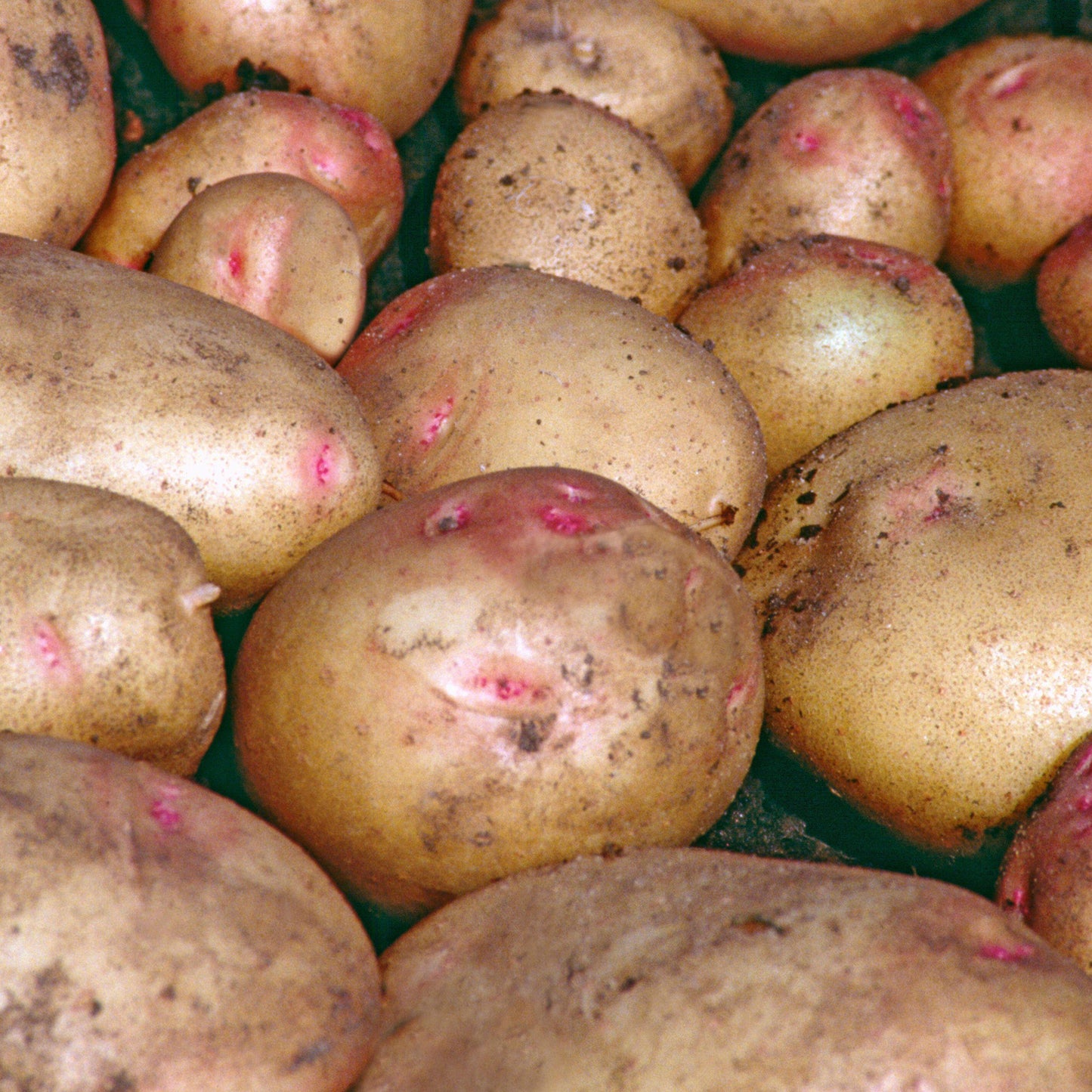 Seed Potatoes (Main Crop)