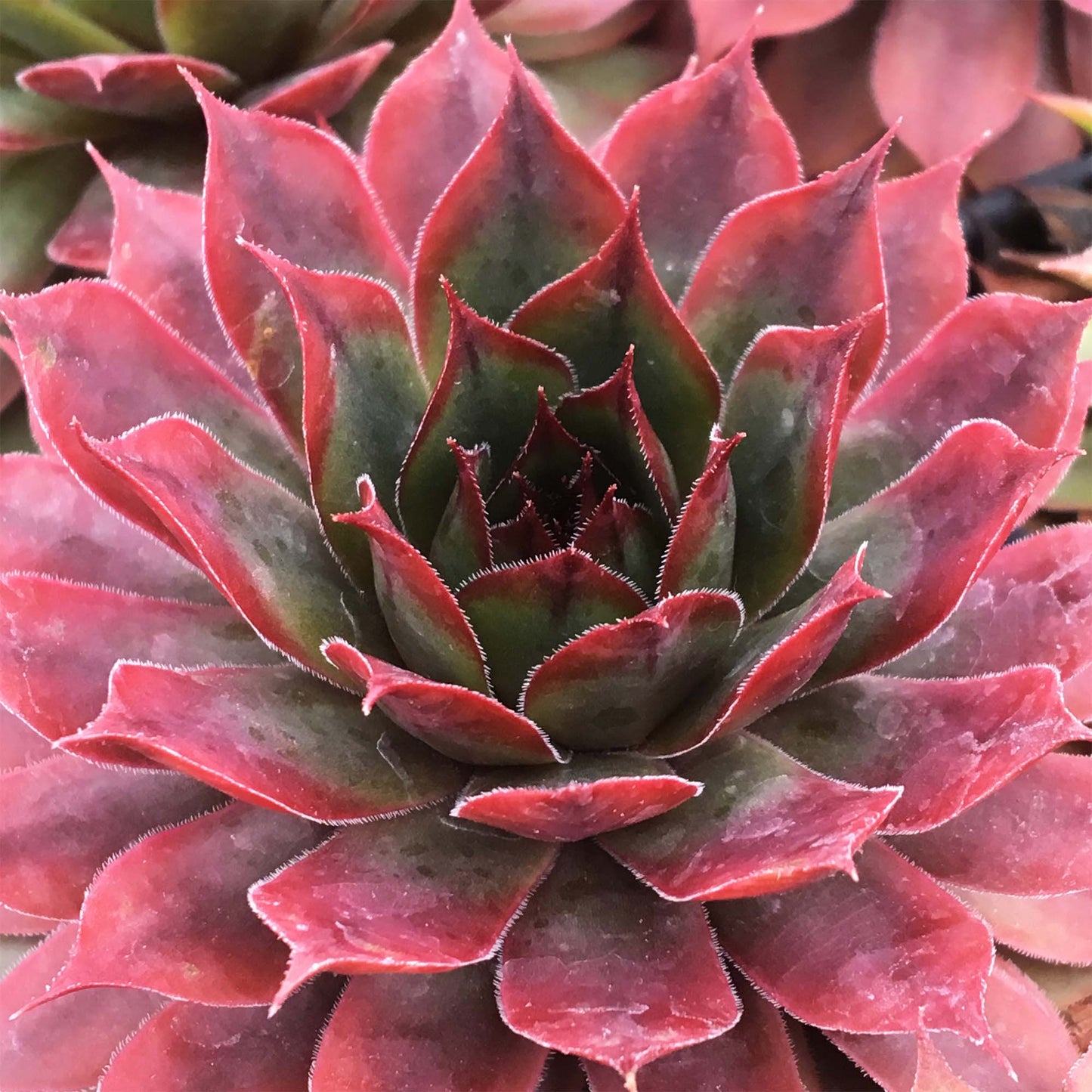 Sempervivum Autumn Apple