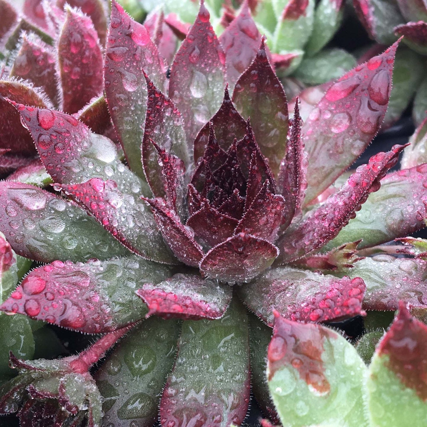 Sempervivum Autumn Apple