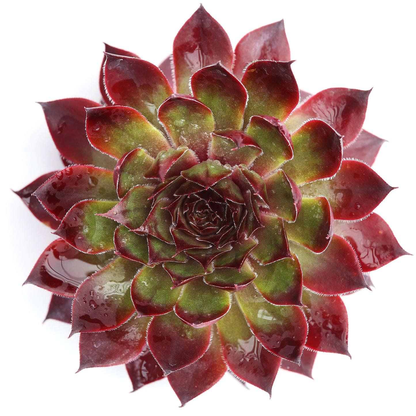 Sempervivum Autumn Apple