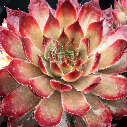 Sempervivum Butterscotch Baby