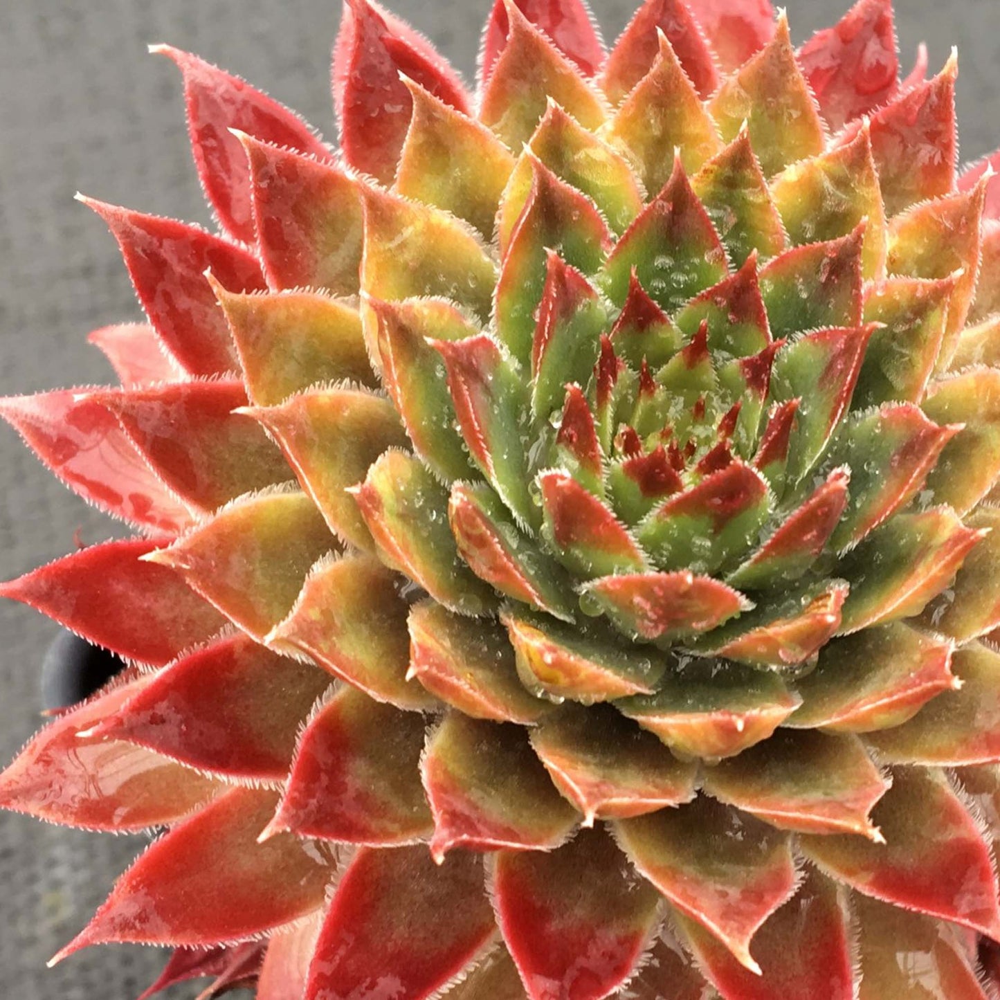 Sempervivum Butterscotch Baby