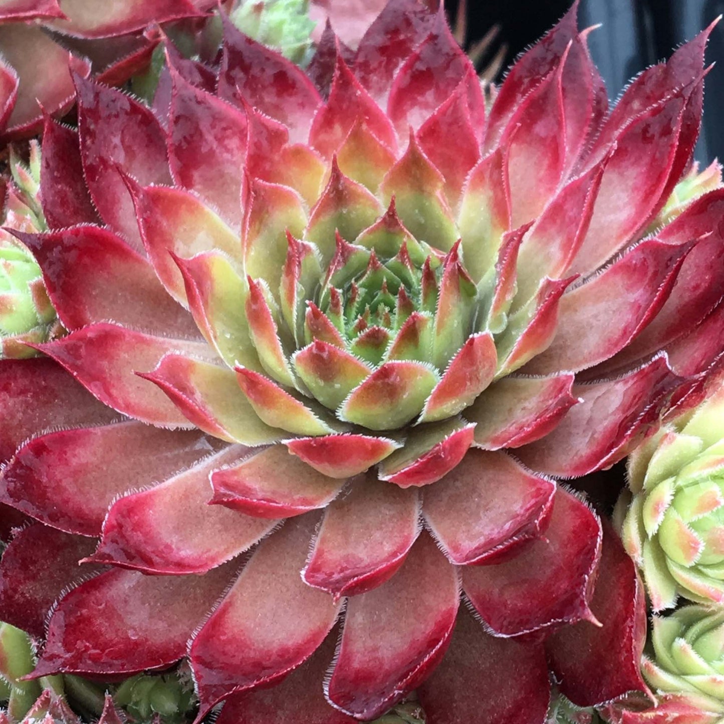 Sempervivum Butterscotch Baby