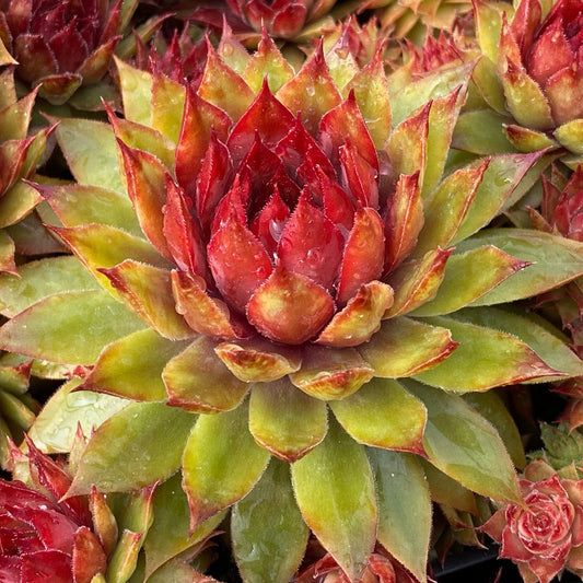 Sempervivum Pineapple Paradise