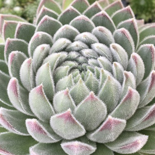 Sempervivum Sugar Shimmer