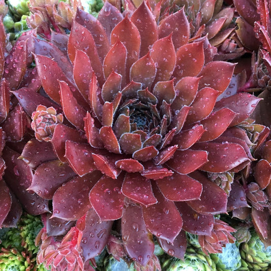 Sempervivum Bing Cherry