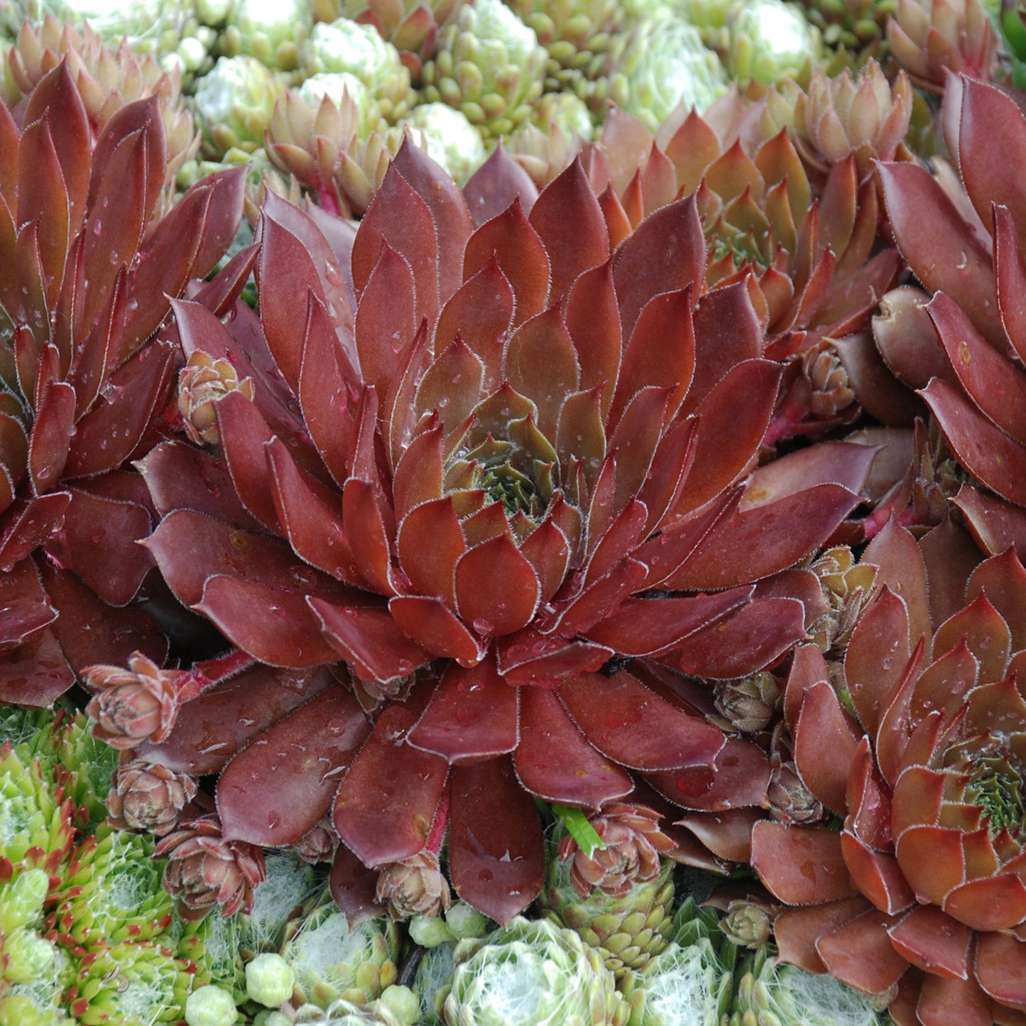 Sempervivum Bing Cherry