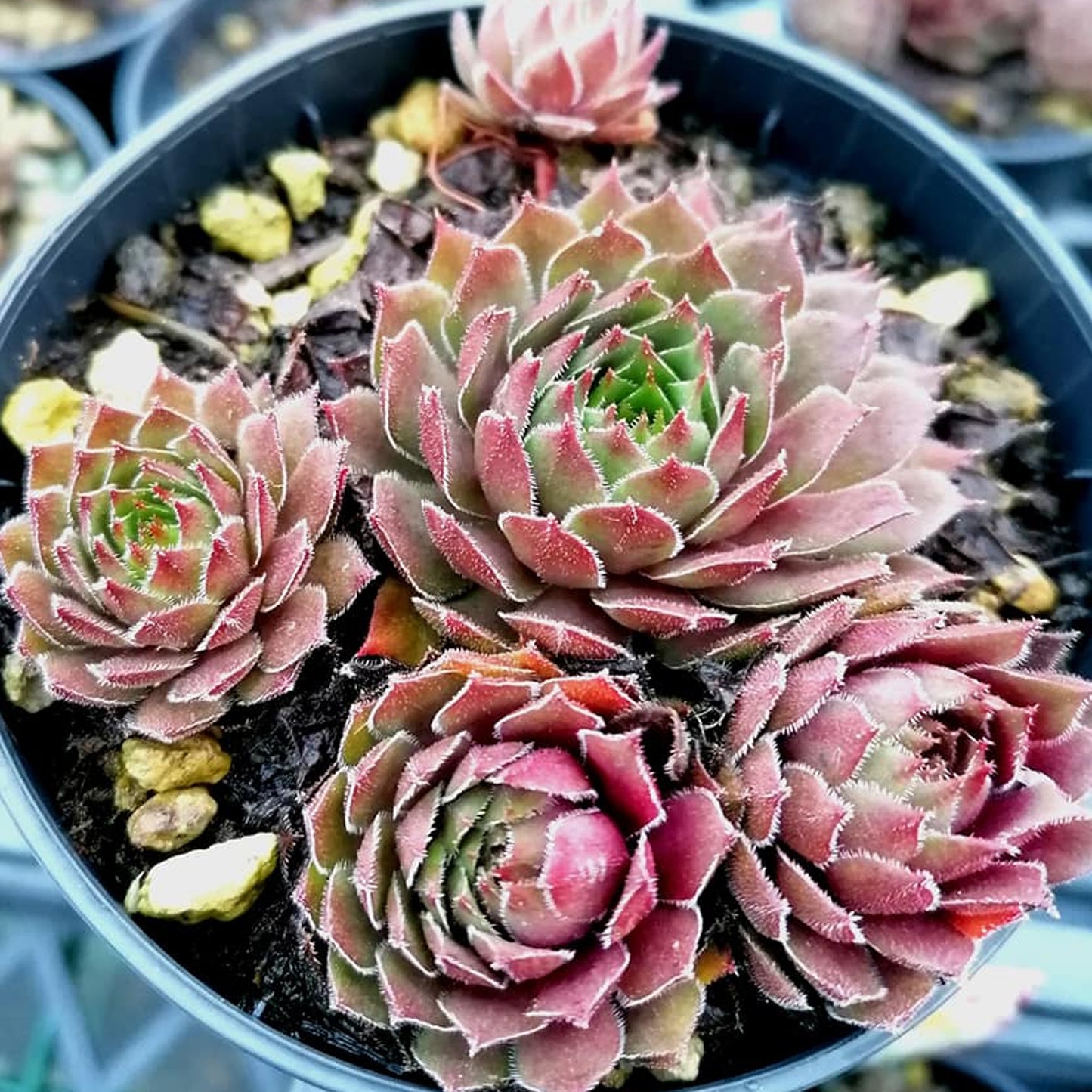 Sempervivum Bing Cherry