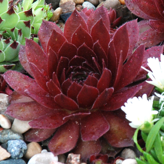 Sempervivum Cherry Berry