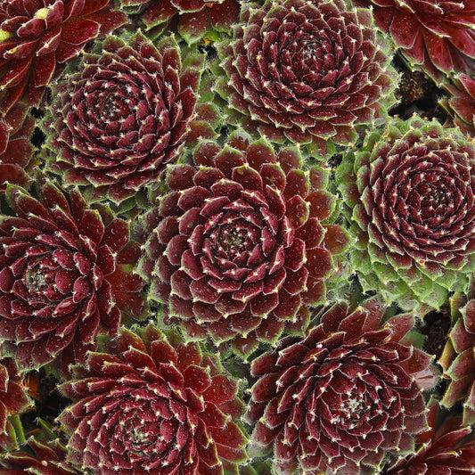 Sempervivum Cinnamon Starburst