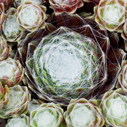 Sempervivum Cotton Candy