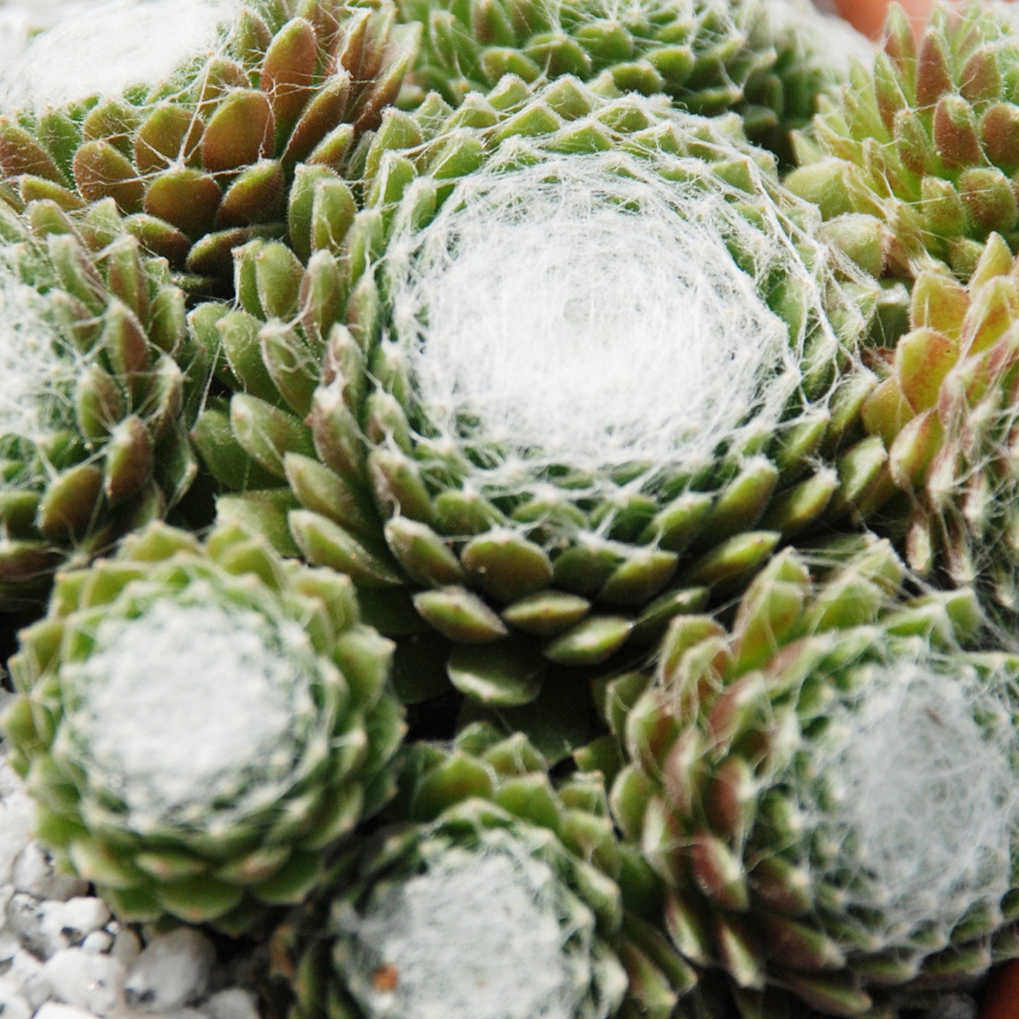 Sempervivum Cotton Candy