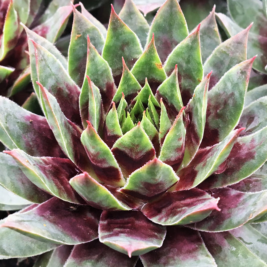 Sempervivum Cranberry Cocktail