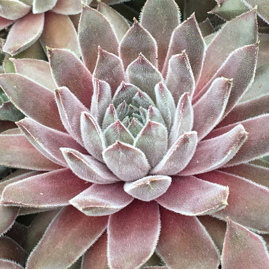 Sempervivum Silver Suede