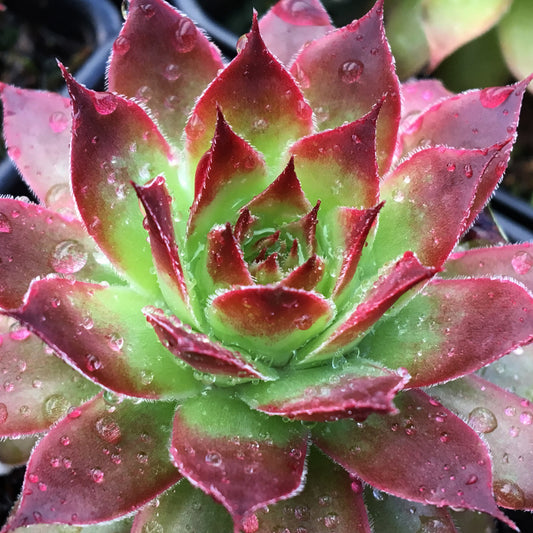 Sempervivum Strawberry Kiwi