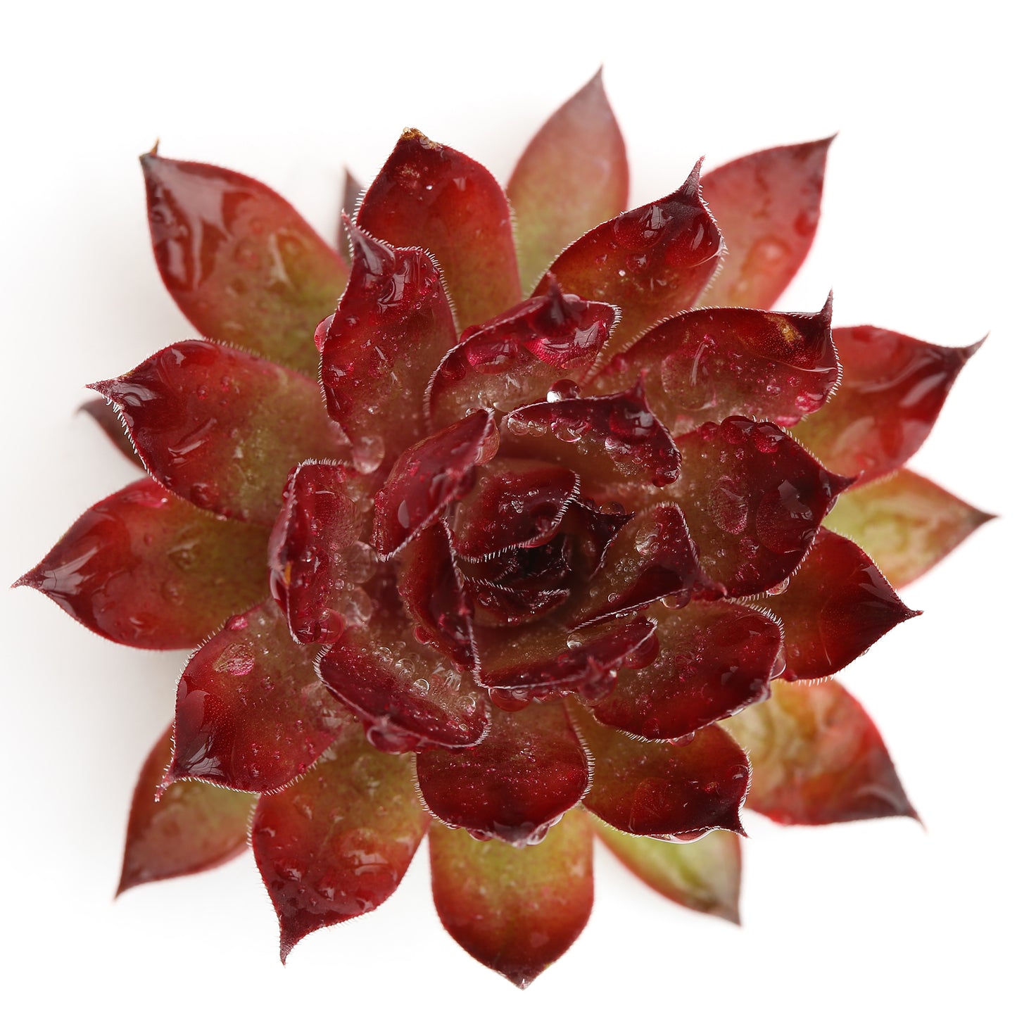 Sempervivum Strawberry Kiwi