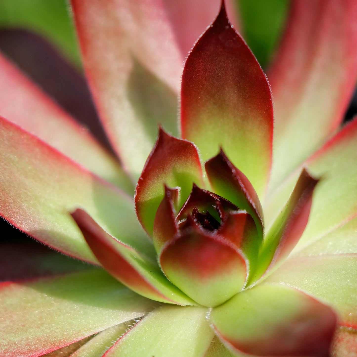 Sempervivum Strawberry Kiwi