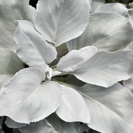 Senecio Angel Wings