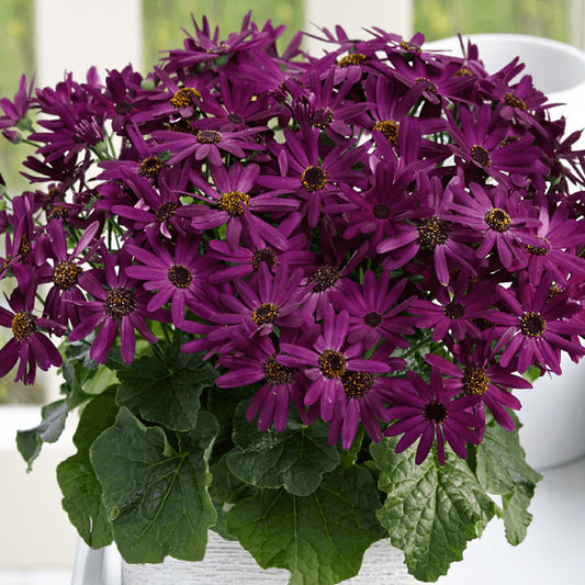 Senetti Grape