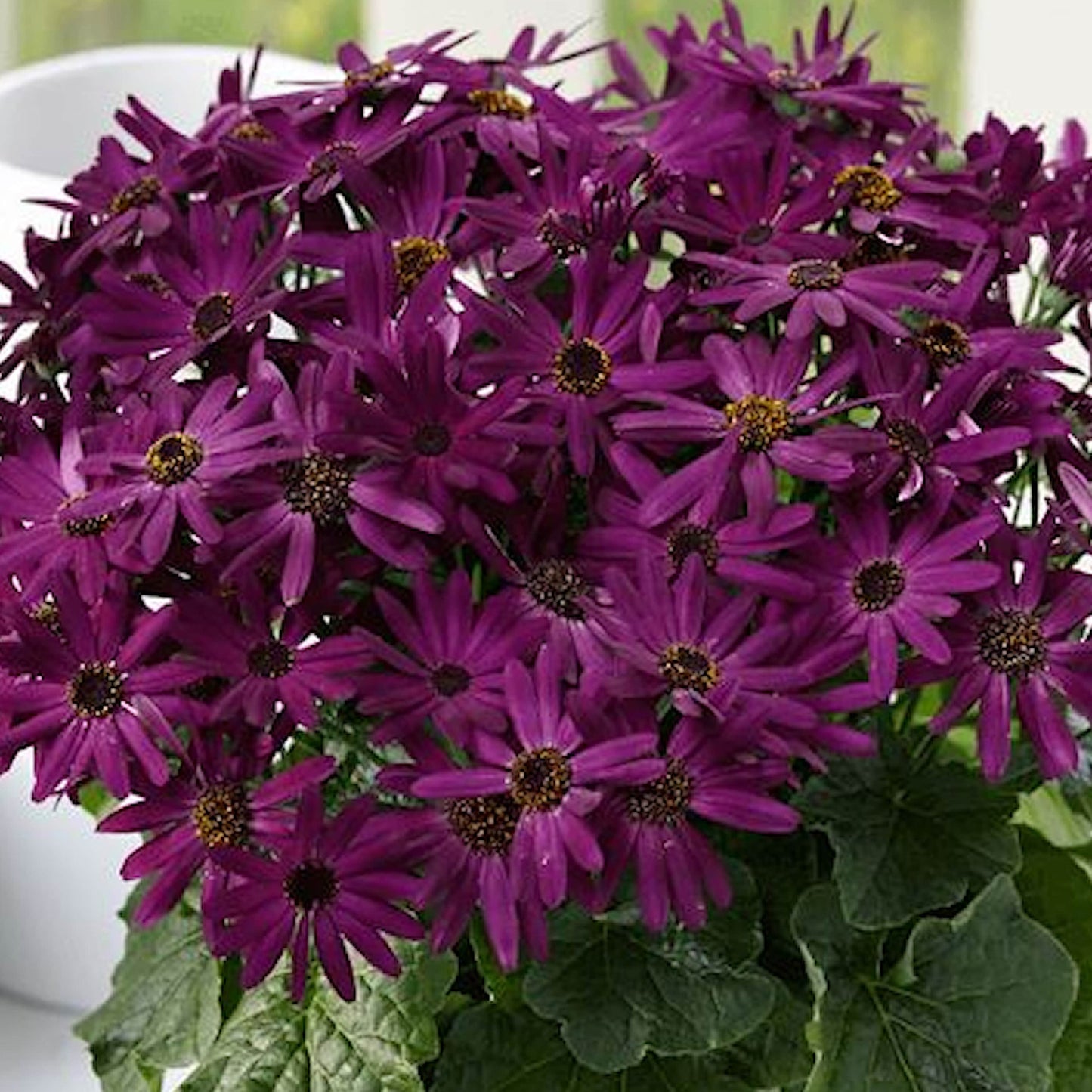 Senetti Grape