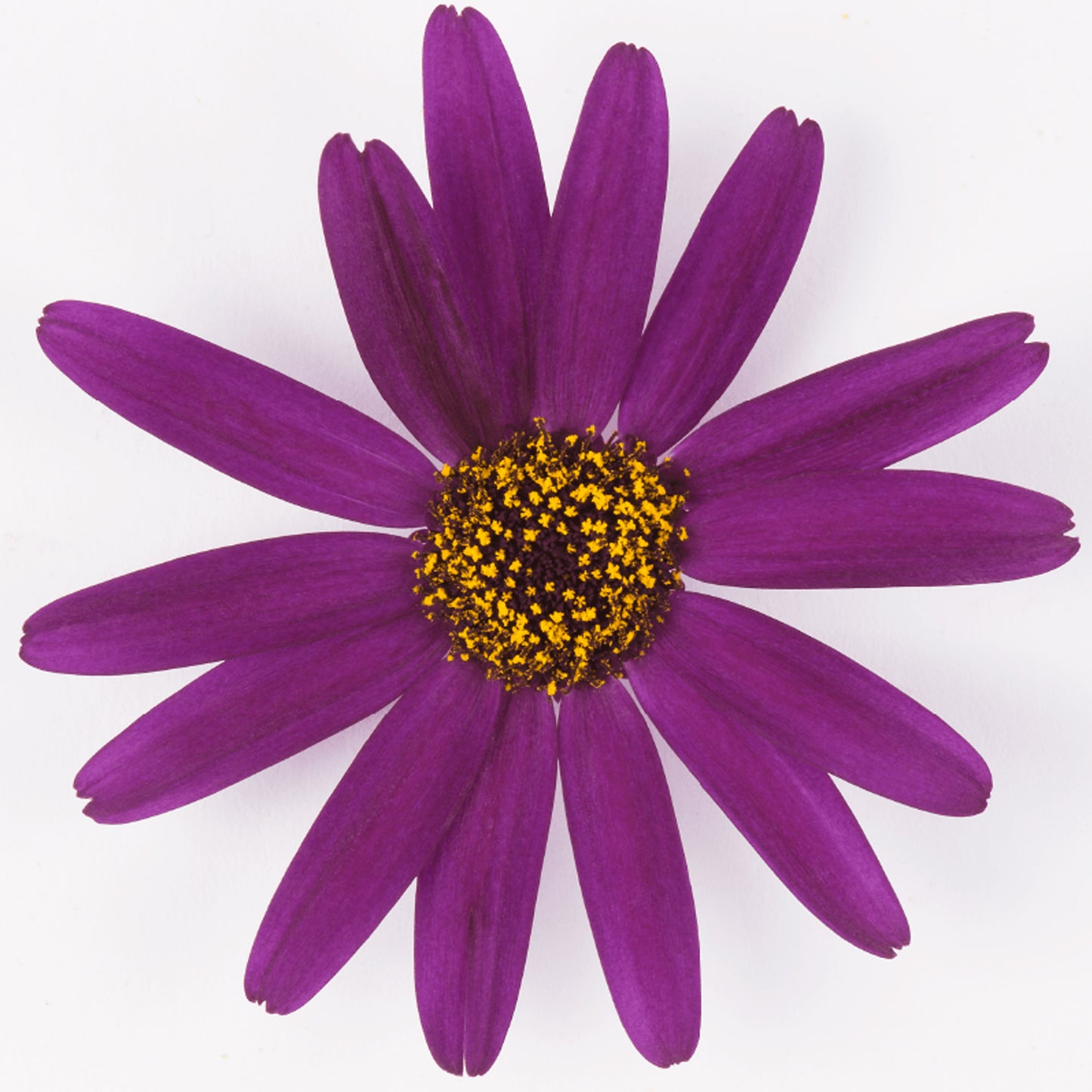 Senetti Grape