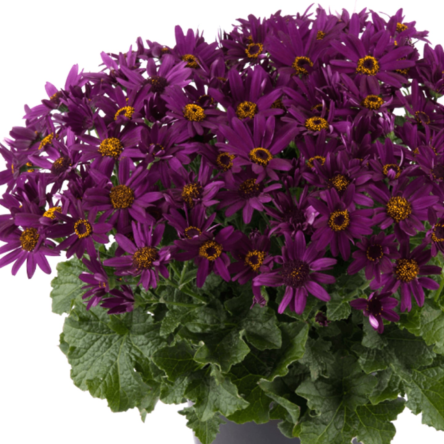 Senetti Grape