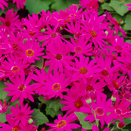 Senetti Magenta