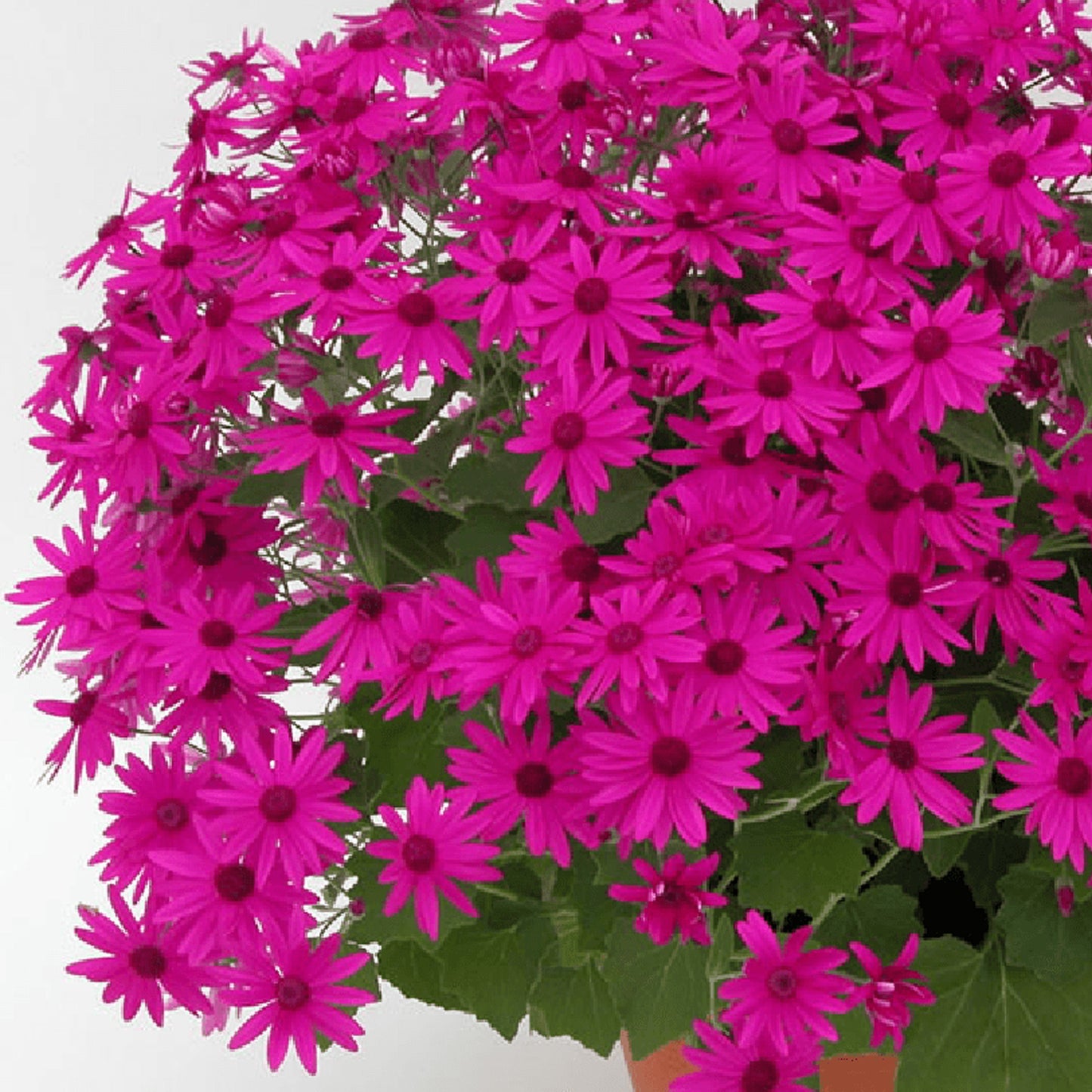 Senetti Magenta