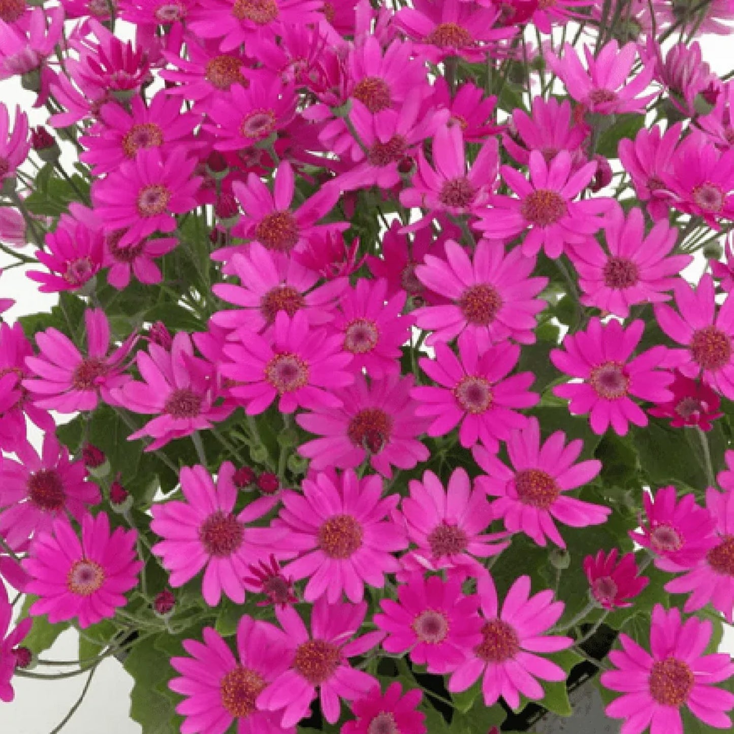 Senetti Magenta