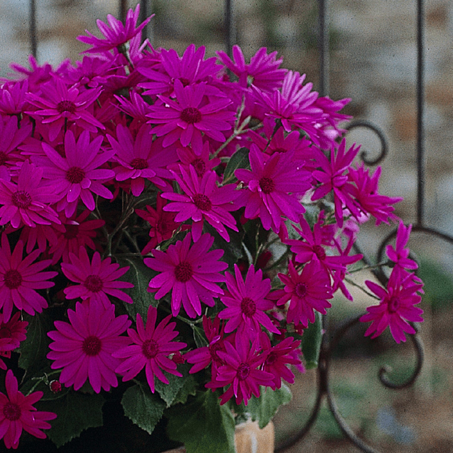 Senetti Magenta