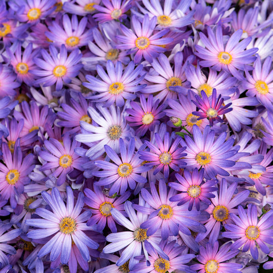 Senetti Magic Salmon