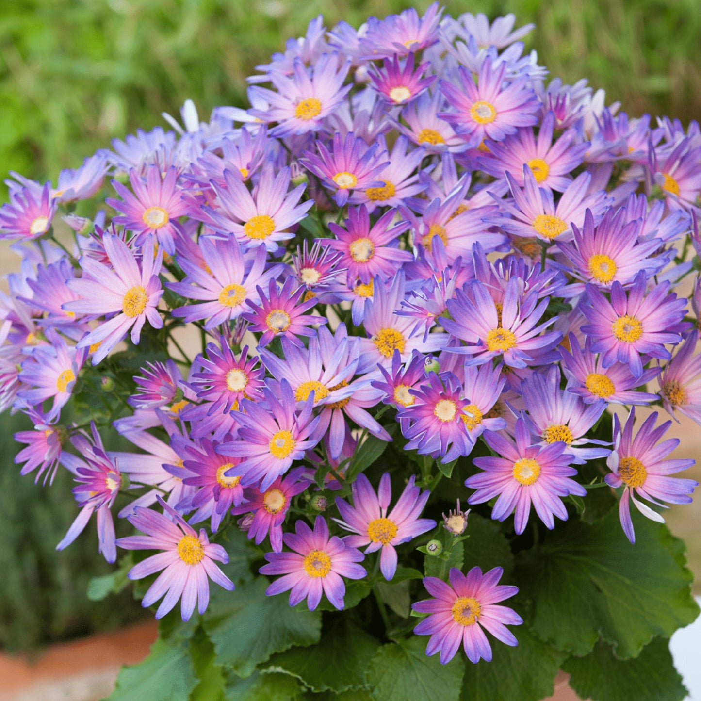 Senetti Magic Salmon