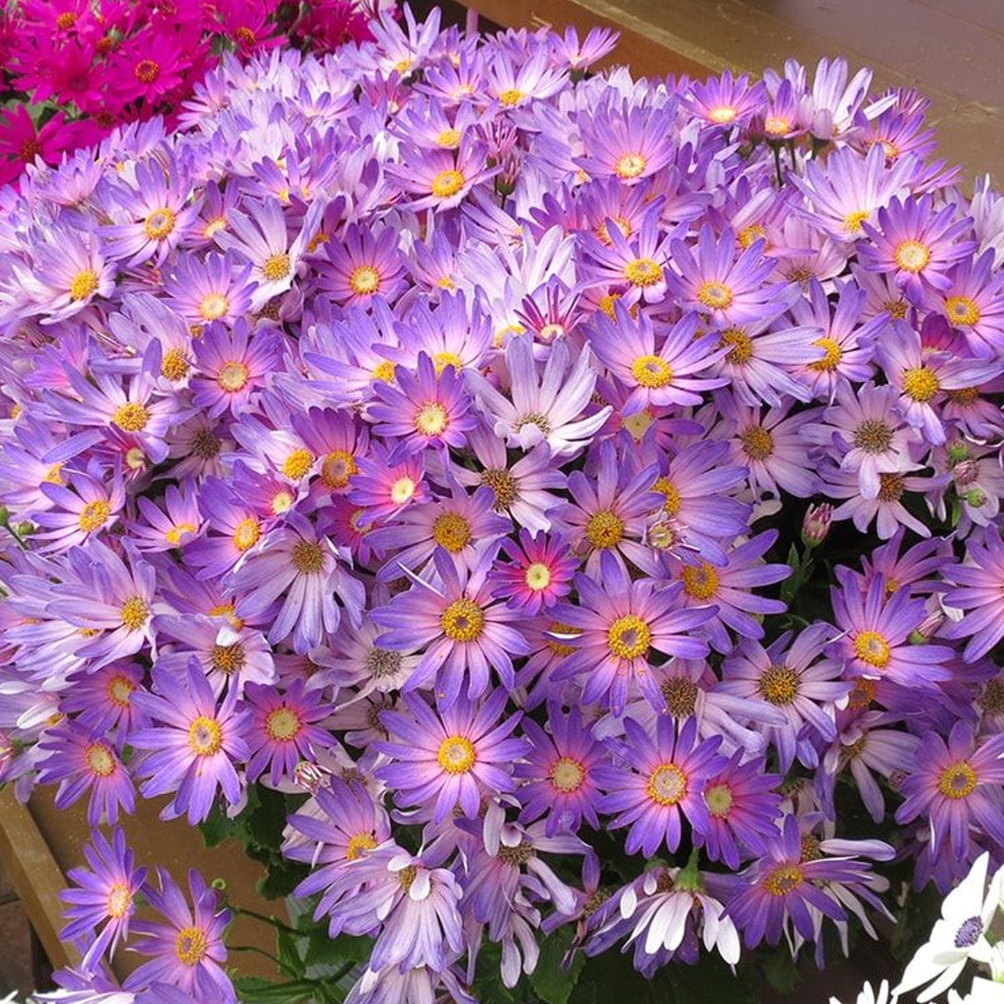 Senetti Magic Salmon