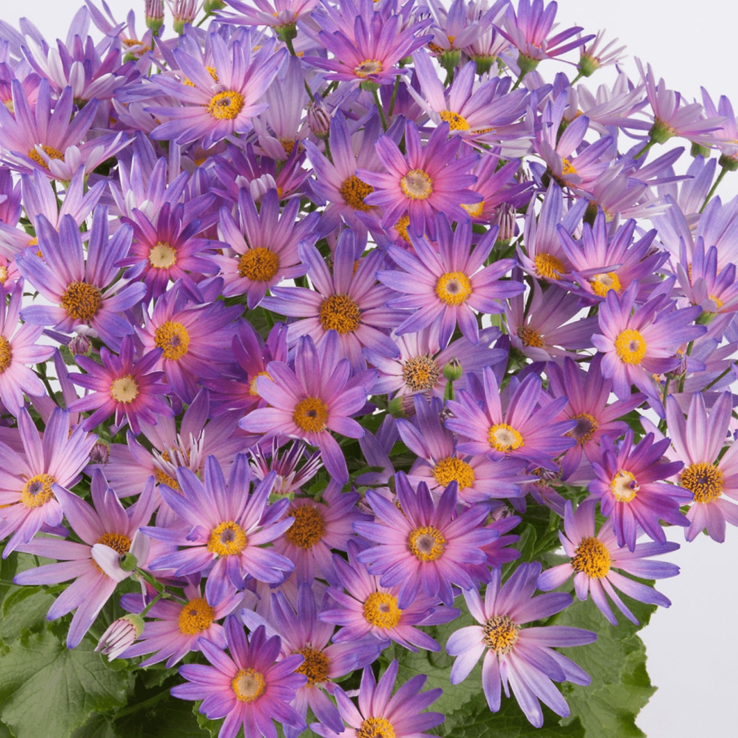 Senetti Magic Salmon