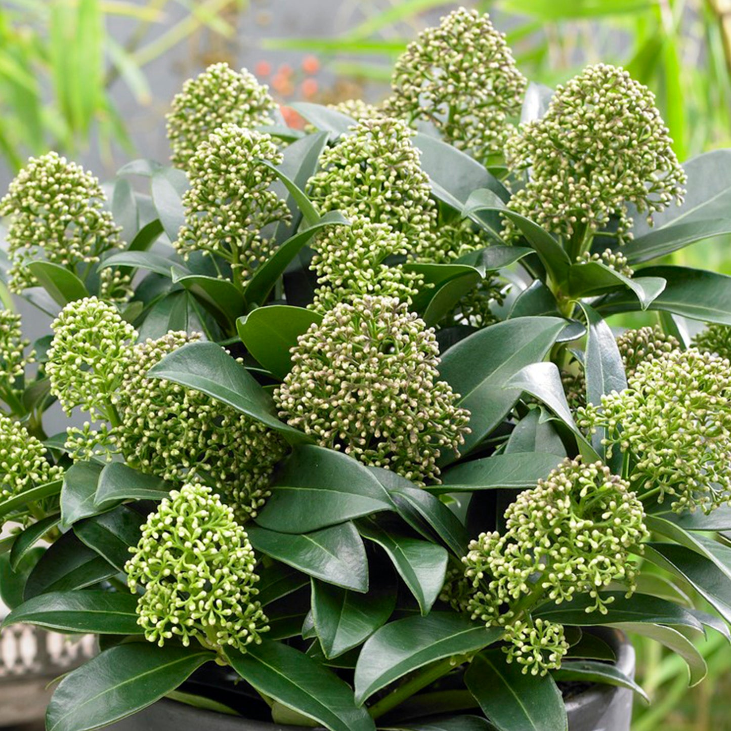 Skimmia Fragrant Cloud