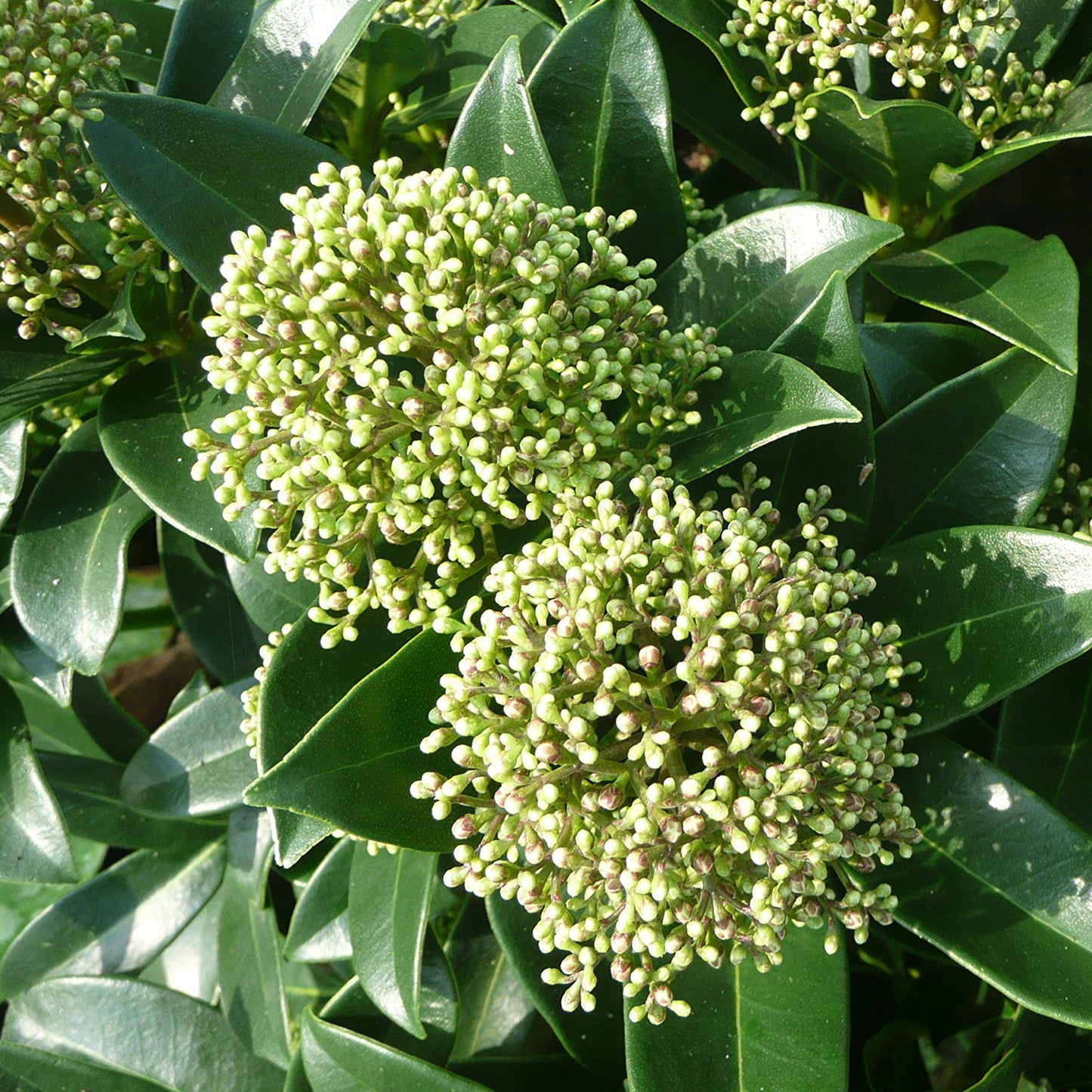 Skimmia Fragrant Cloud