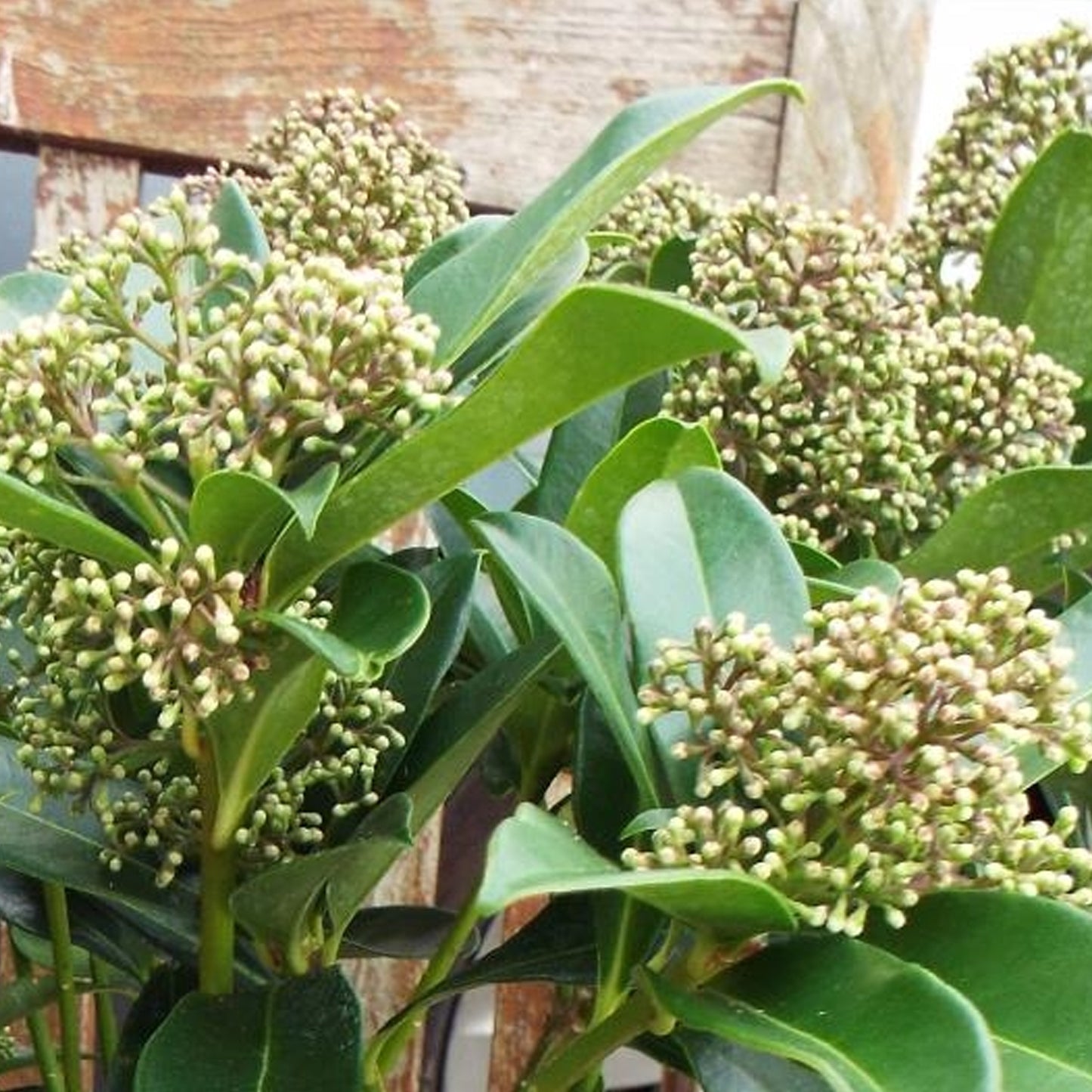 Skimmia Fragrant Cloud