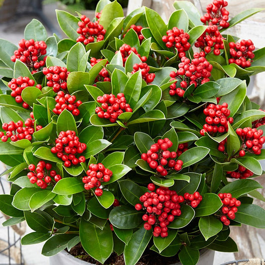 Skimmia Obsession