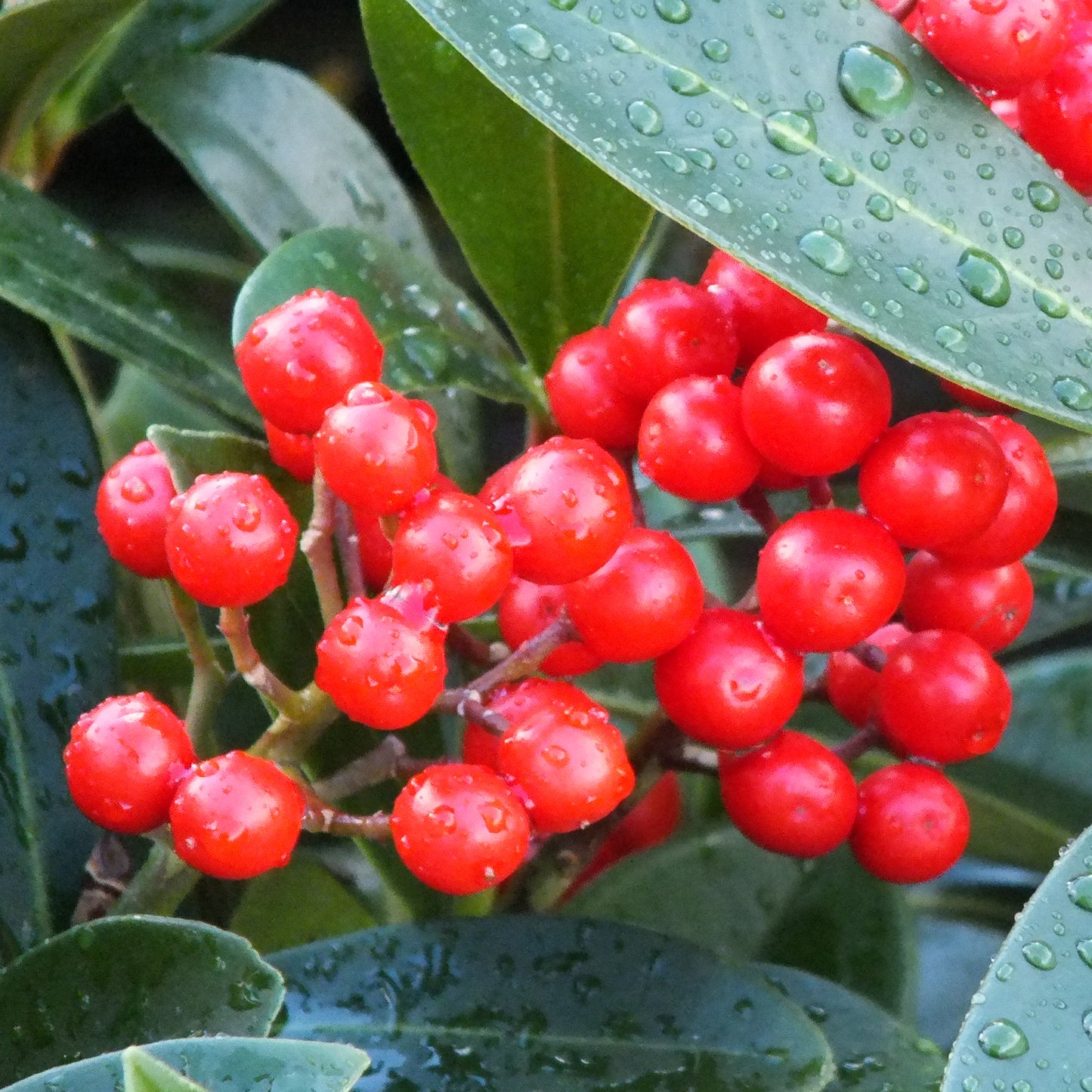 Skimmia Obsession