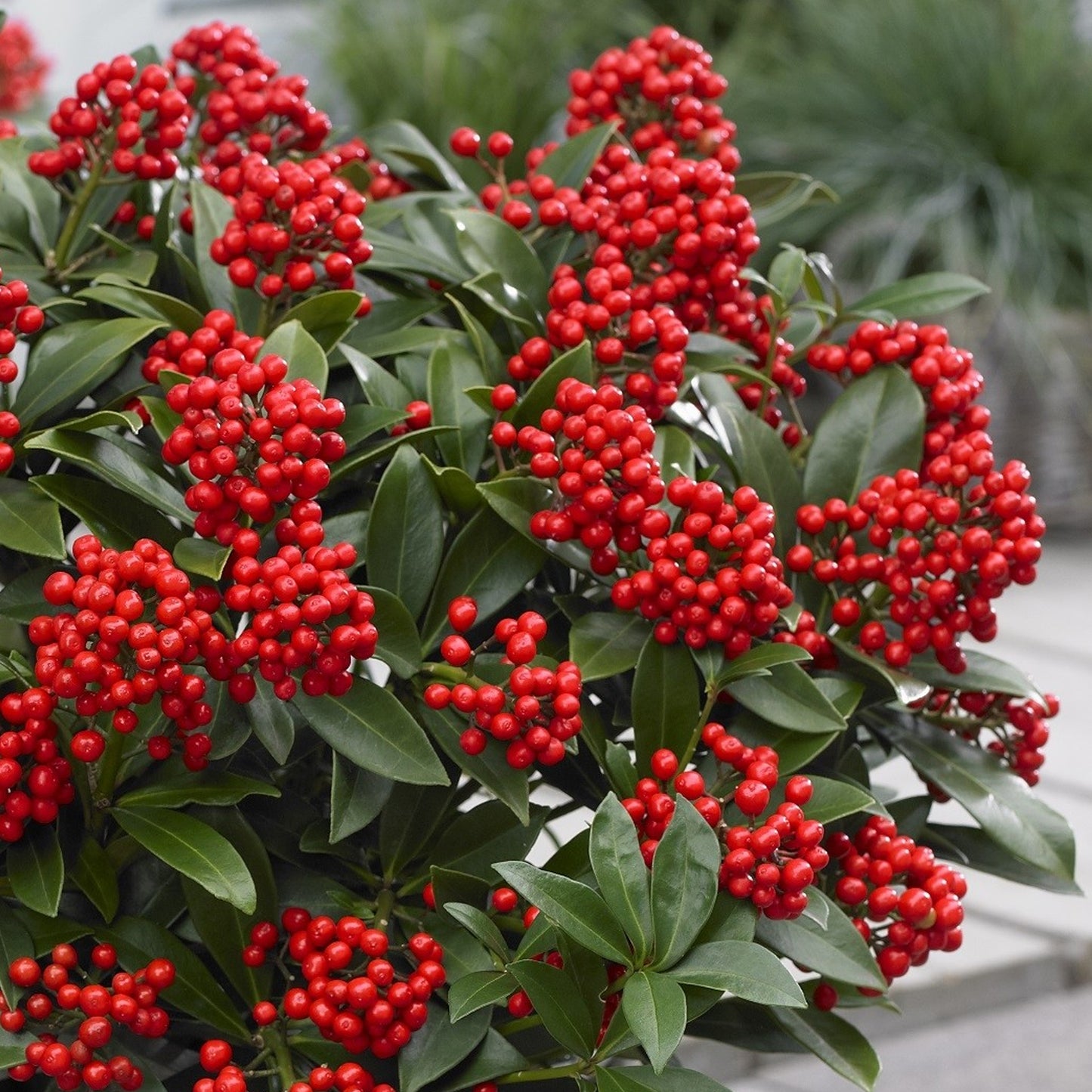 Skimmia Obsession