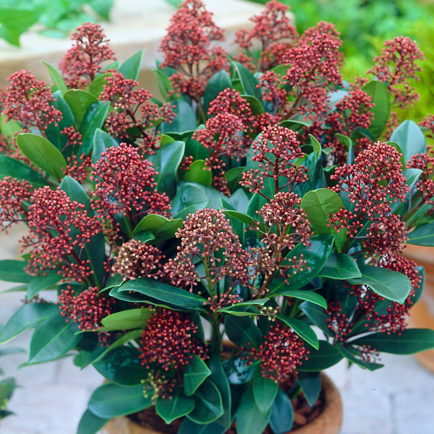 Skimmia Rubella