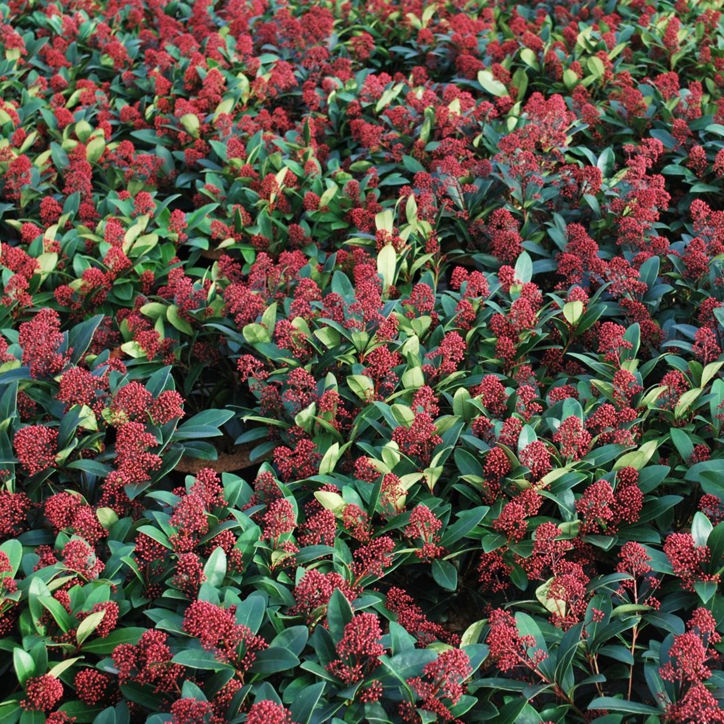 Skimmia Rubella