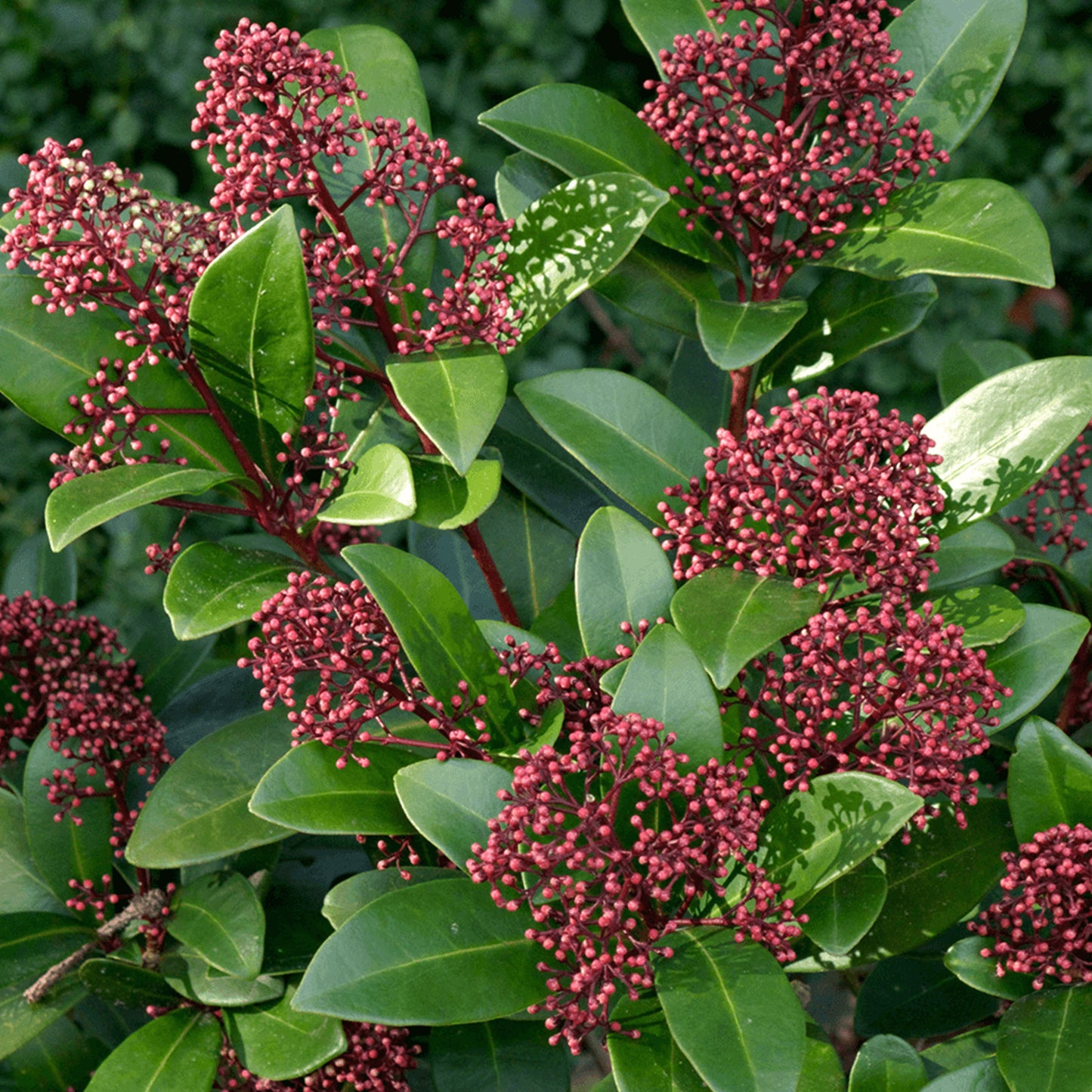 Skimmia Rubella