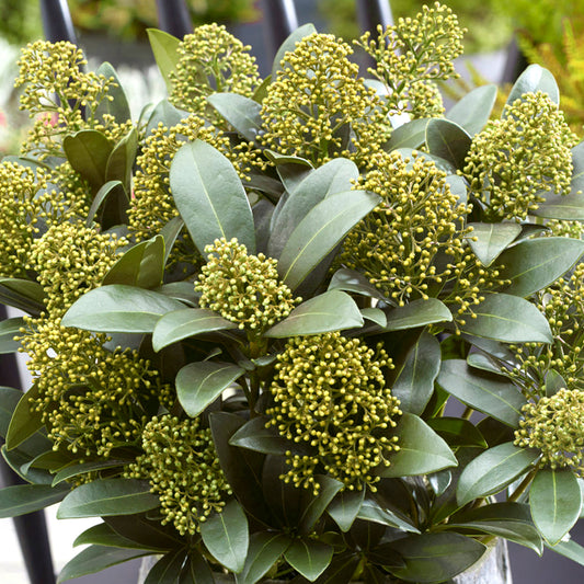 Skimmia White Globe