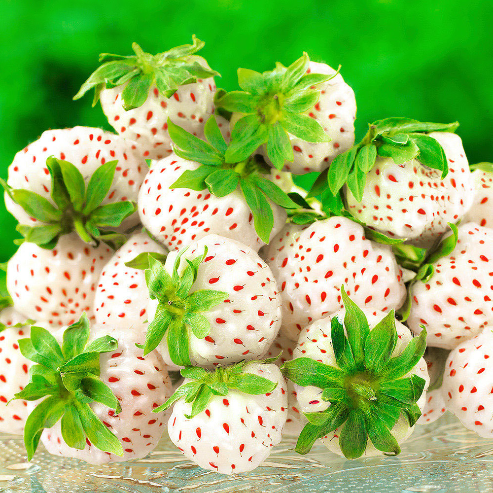 Strawberry Snow White (Bare Root, 5-25 Plants)