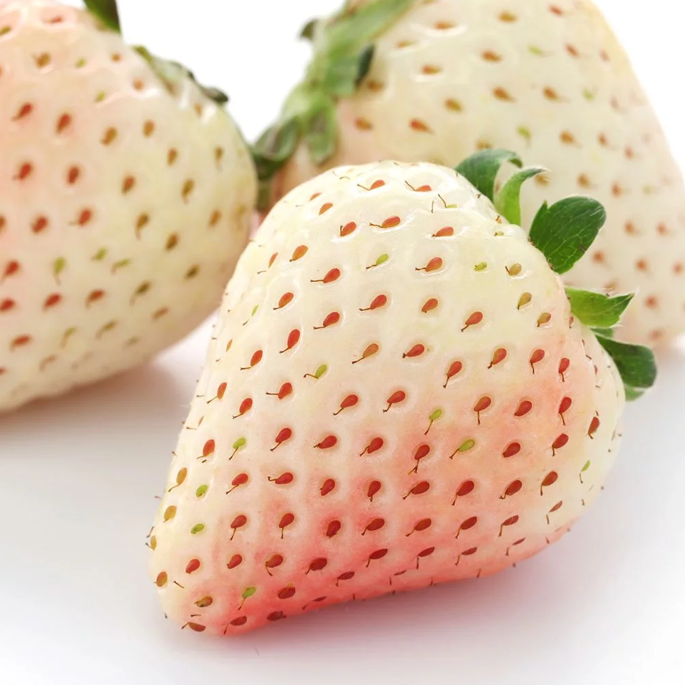 Strawberry Snow White (Bare Root, 5-25 Plants)