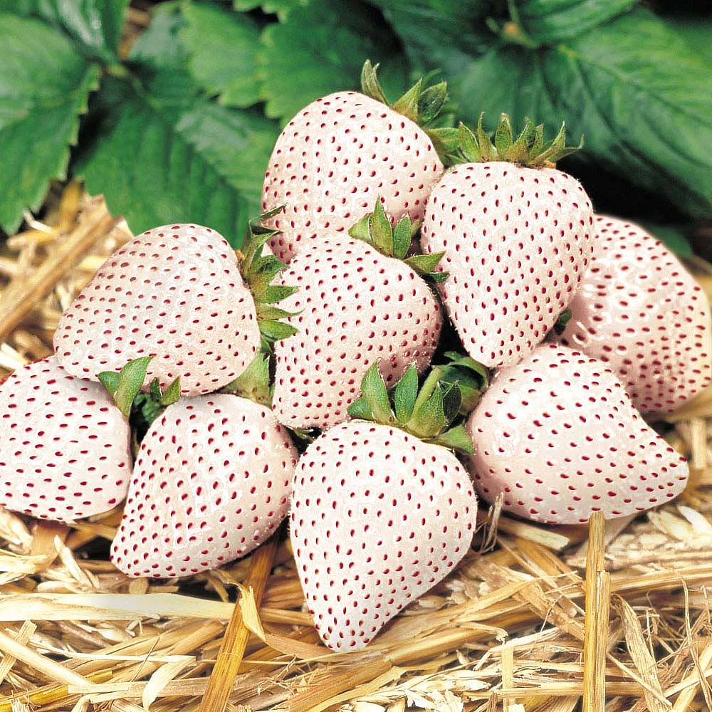 Strawberry Snow White (Bare Root, 5-25 Plants)