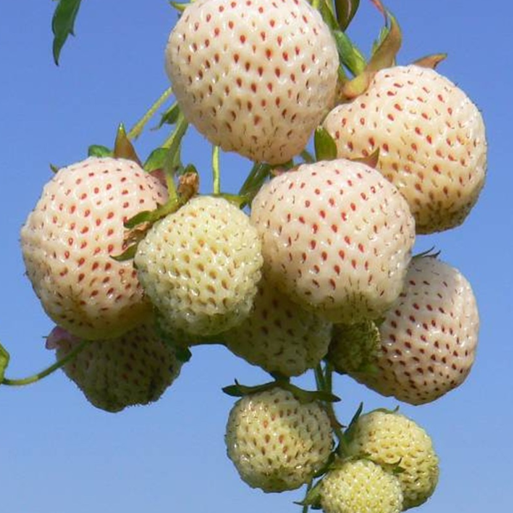 Strawberry Snow White (Bare Root, 5-25 Plants)