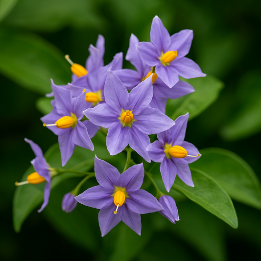 Solanum Glasnevin (9cm) V1